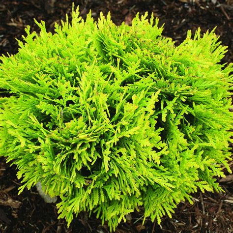 How to Choose the Perfect Location for Magic Ball Arborvitae in Your Landscape